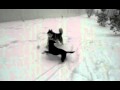 SNOWPOCALYPSE 2010 - Mishka & Moki