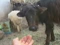 Eber kasabasindan 1993 g�r�nt�leri