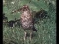 birds of britain