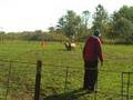 Pirate Herding
