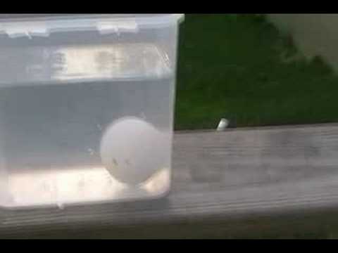 how to test egg float or sink