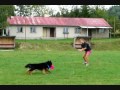 Chodsky pes Darri, dogfrisbee August 07