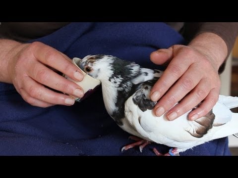 how to treat pmv in pigeons