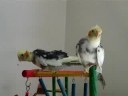 6 week baby tiels