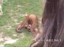 Affe im Zoo Pinkelt in sein Mund