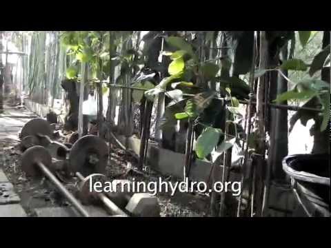 how to transplant fruit trees