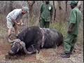 Cape Buffalo
