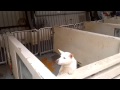 Death Row Dog REALLY Wants a Family - CUTE
