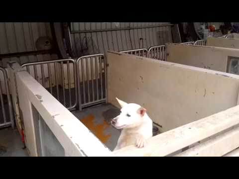 Death Row Dog REALLY Wants a Family - CUTE