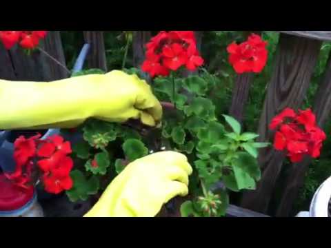 how to fertilize geraniums