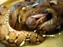 reticulated python strikes @me (and mouse)