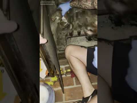 Kiedy do kominka właduje Ci się wkurzona wiewiórka