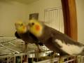 Chikorita the Cockatiel Singing in front of Bedroom Mirror - Nov 11 2008