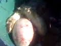 skinning a sheep