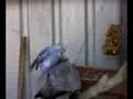Budgie-Gallah