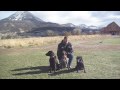 Introduction to Cottonwood Ranch And Kennel Crawford Colorado