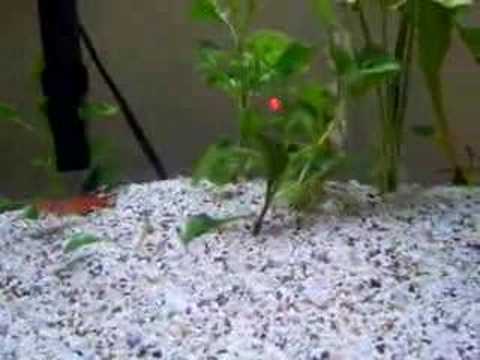 australe killifish