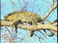 14Sept08 WildEarth a.m. Drive Cheetah leopards