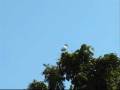 videos de heron.wmv