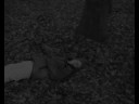 Minotaur Trailer