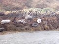 Seals at Glengarrif