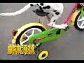 dog ride bike dog ride bike