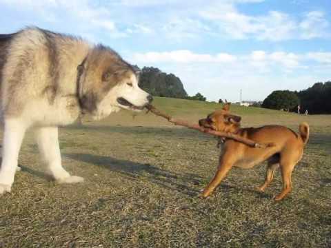 YouTube Трейлер