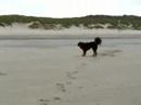 Baila en de fles aan de zee