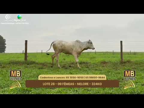 522 LEILO VIRTUAL MB LEILES