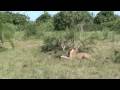 Duba Plains lion pride kill a cape buffalo calf - Part 3 (HD Version)