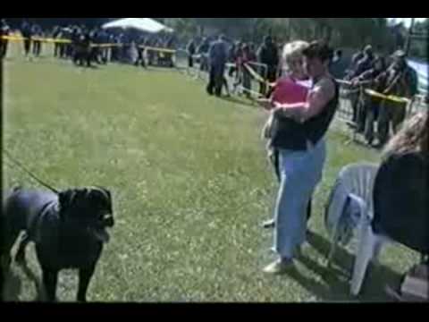 Video cani rottweiler