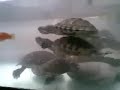 10 juvenile Red Ear Sliders vs 7 Feeder Fish