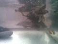 10 juvenile Red Ear Sliders vs 7 Feeder Fish