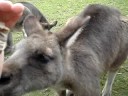 Tasmania - Bonorong Wildlife Park - Rhuann