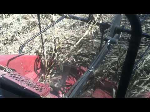 how to harvest down corn