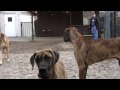 Deutsche-Doggen-von-Belvedere Das Rudel.mov