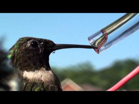 how to provide water for hummingbirds