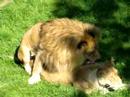 Lions Mating