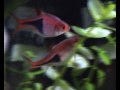 Rasbora Rasbora