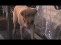 Look! this Labrador is walking on a treadmill on his own! Look! this Labrador is walking on a treadmill on his own!