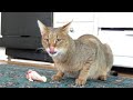Clive F1 chausie eating a drumstick
