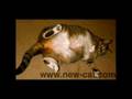 Cats Fun