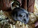 Hamster falls from three story building