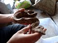 Treatment of Snake Mites
