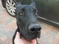 Stray dog