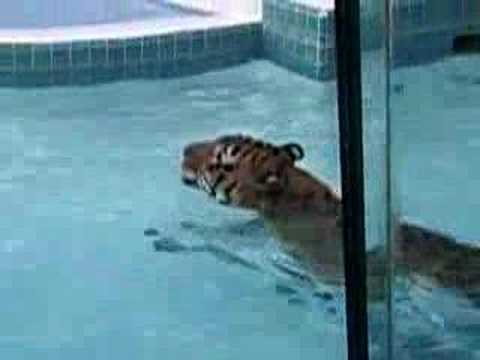 swimming tiger