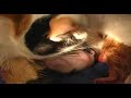 cat giving birth!