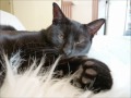 Click here to watch this video Chatons à l'adoption Ecole Chat Quiberon mai 2012.wmv
