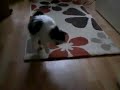 1 Bouncy kitten (video)