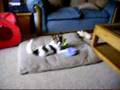 Papillon video